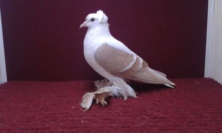 06. Femela EE RO 15 3025