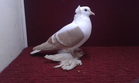 10. Femela EE RO 15 3025
