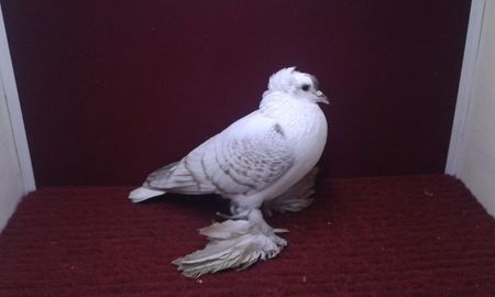 09. Mascul EE RO 15 3001