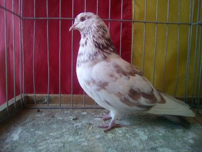 FEMELA