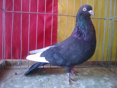 MASCUL