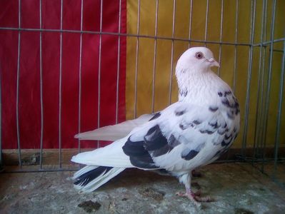 FEMELA; LUATA DE RAPITOARE
