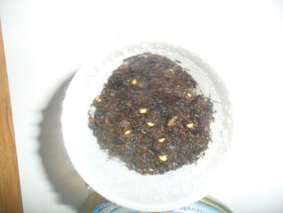 pulverizate cu solutie