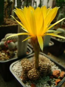 Lobivia sp