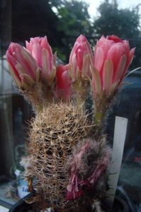 Lobivia sp.