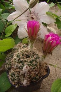 Lobivia tiegeliana