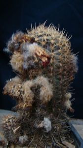 Lobivia sp.