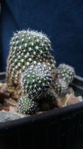 Rebutia minuscula
