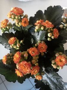 Kalanchoe