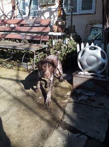 Bruno 5 luni