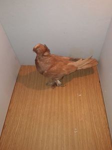 F 12259