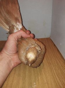 M? 12247