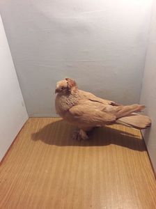 M? 12252