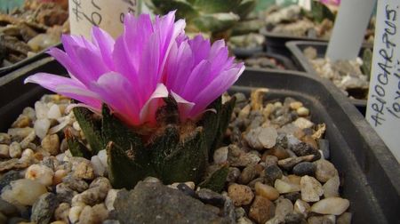 Ariocarpus bravoanus
