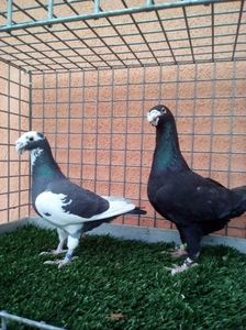 Pereche; Pret 150 ron
