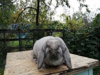 Vanduta in Arges