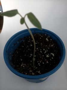 Datura- o luna