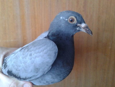 Pui salvat2017-02-10; Pui de porumbel bolnav.
