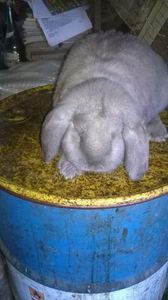 Cinci luni 6;5kg; Cinci luni 6;5kg
