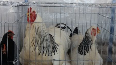 Campionii la rasă brahma