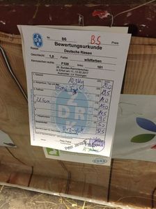 Fisa Campionului; 97,5 Puncte 
10,3 Kg
