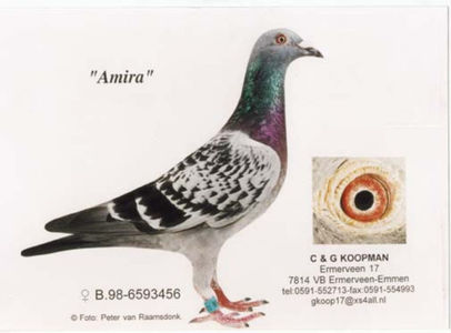 amira