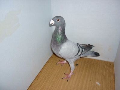 M 9498
