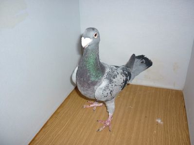 F 619