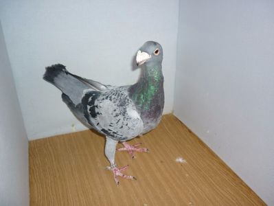 F 619