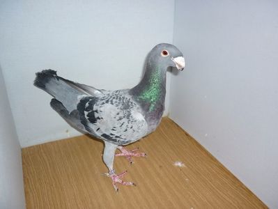 F 619