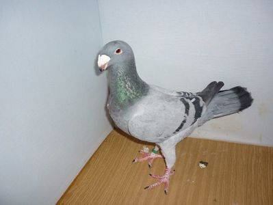 F 1174