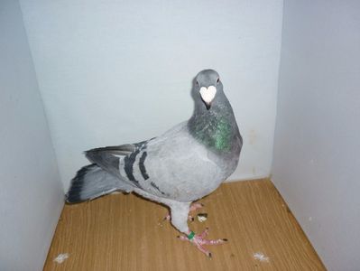 F 1174