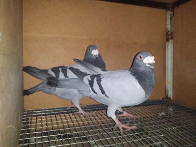Pui 2016