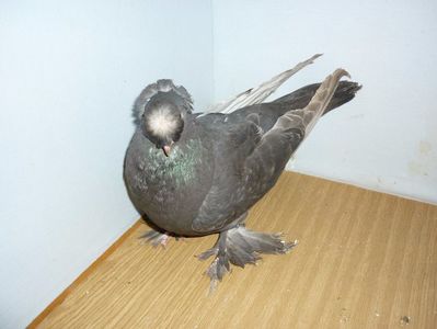 F 12229