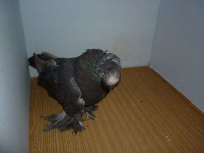 F 12229