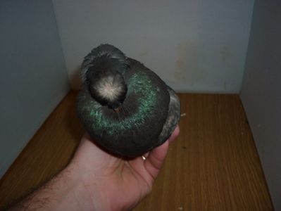 F 12229