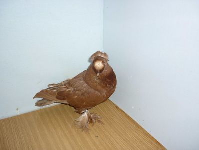 F 12264