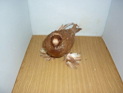 F 12204
