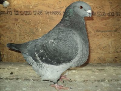 RO  16  m