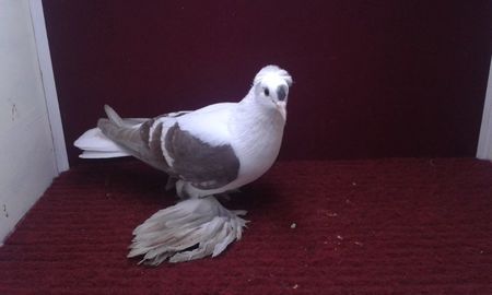 04. Femela EE RO 15 3012