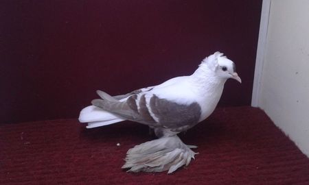 06. Femela EE RO 15 3012