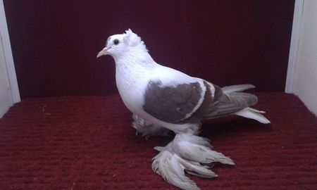 08. Femela EE RO 15 3012