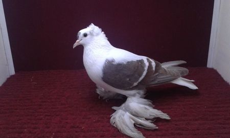 09. Femela EE RO 15 3012