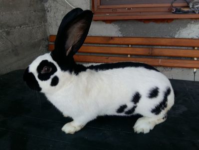 9 LUNI