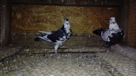 De vanzare 2017; Porumbei shimi voiajori germani
