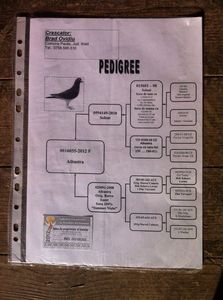RO 2012 Pedigreeu fica sora Summer Night