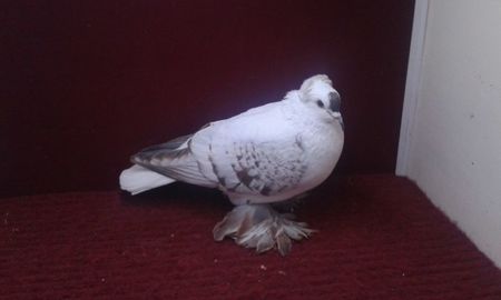 01. Mascul EE RO 11 1073
