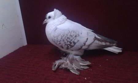 09. Mascul EE RO 11 1073