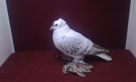 12. Mascul EE RO 11 1073