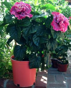 Hibiscus Magnifique (Gasit)